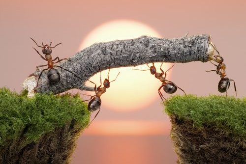 team of ants constructing bridge over water on sunrise or sunset
